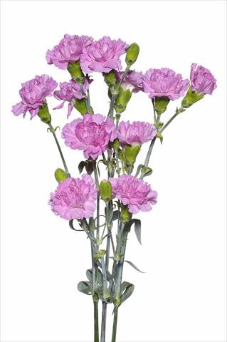 Foto de variedad de flores para ser usadas como: Flor cortada Dianthus caryophyllus Sordino