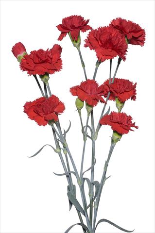 Foto de variedad de flores para ser usadas como: Flor cortada Dianthus caryophyllus Spadarino