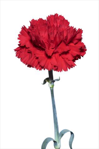 Foto de variedad de flores para ser usadas como: Flor cortada Dianthus caryophyllus Sperandio