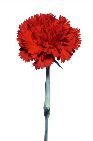 Foto de variedad de flores para ser usadas como: Flor cortada Dianthus caryophyllus Tura