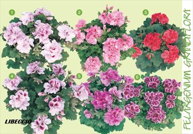 Foto de variedad de flores para ser usadas como: Tarrina de colgar / Maceta Pelargonium grandiflorum Frontwind Libeccio