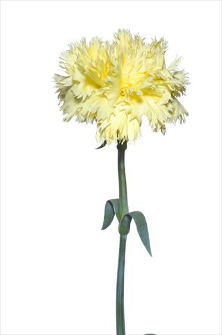 Foto de variedad de flores para ser usadas como: Flor cortada Dianthus caryophyllus Verrocchio