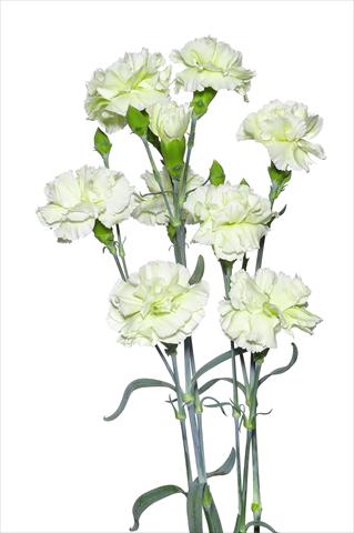 Foto de variedad de flores para ser usadas como: Flor cortada Dianthus caryophyllus Villani