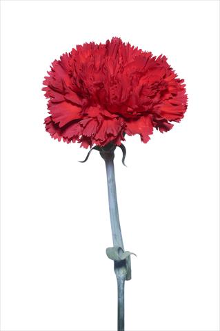 Foto de variedad de flores para ser usadas como: Flor cortada Dianthus caryophyllus Vincidor