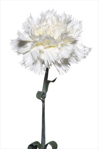 Foto de variedad de flores para ser usadas como: Flor cortada Dianthus caryophyllus Volterrano