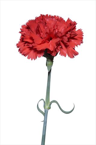 Foto de variedad de flores para ser usadas como: Flor cortada Dianthus caryophyllus Zingarello