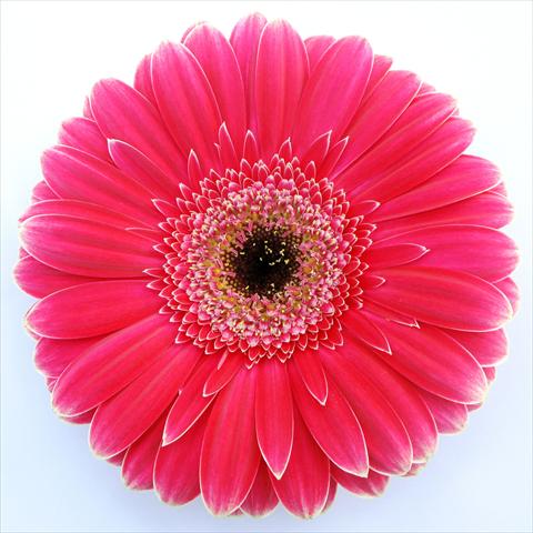 Foto de variedad de flores para ser usadas como: Maceta Gerbera jamesonii RE-AL® Alison