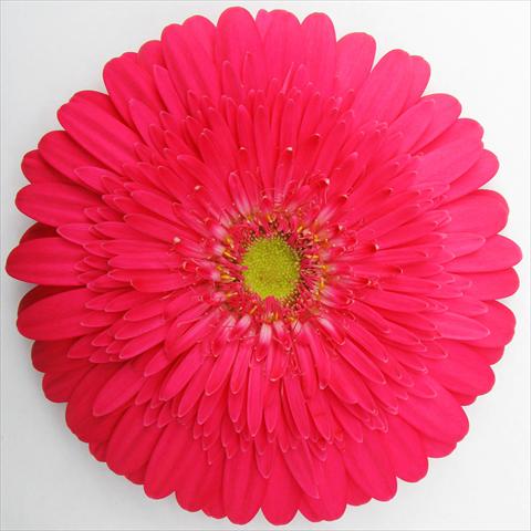 Foto de variedad de flores para ser usadas como: Maceta Gerbera jamesonii RE-AL® Beverly
