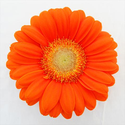 Foto de variedad de flores para ser usadas como: Maceta Gerbera jamesonii RE-AL® Candy