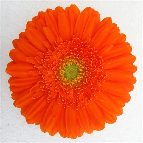 Foto de variedad de flores para ser usadas como: Maceta Gerbera jamesonii RE-AL® Chrystal