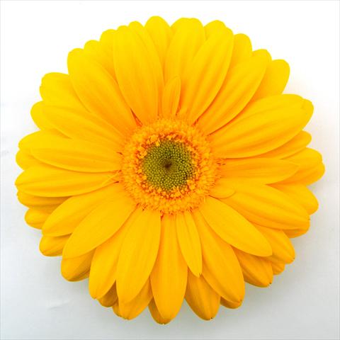 Foto de variedad de flores para ser usadas como: Maceta Gerbera jamesonii RE-AL® Dana