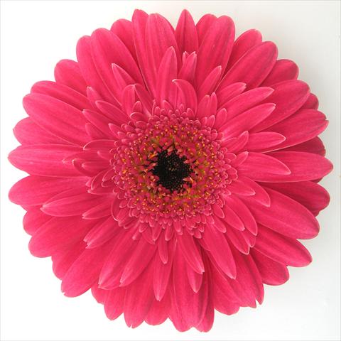 Foto de variedad de flores para ser usadas como: Maceta Gerbera jamesonii RE-AL® Kayla