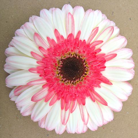 Foto de variedad de flores para ser usadas como: Maceta Gerbera jamesonii RE-AL® Maxima