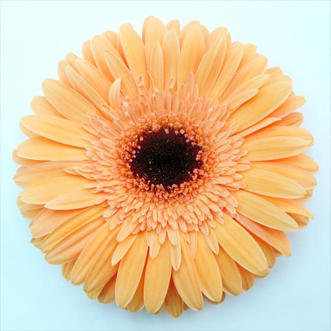Foto de variedad de flores para ser usadas como: Maceta Gerbera jamesonii RE-AL® Meringa