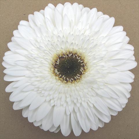 Foto de variedad de flores para ser usadas como: Maceta Gerbera jamesonii RE-AL® Minerva