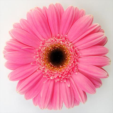 Foto de variedad de flores para ser usadas como: Maceta Gerbera jamesonii RE-AL® Momo