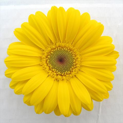 Foto de variedad de flores para ser usadas como: Maceta Gerbera jamesonii RE-AL® Morgana