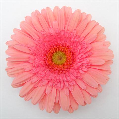 Foto de variedad de flores para ser usadas como: Maceta Gerbera jamesonii RE-AL® Muriel
