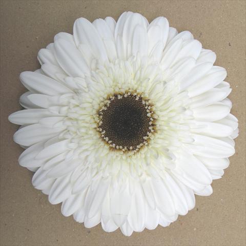 Foto de variedad de flores para ser usadas como: Maceta Gerbera jamesonii RE-AL® Nuvola