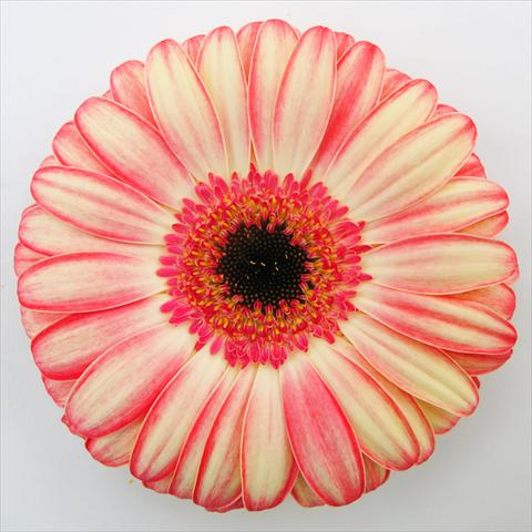 Foto de variedad de flores para ser usadas como: Maceta Gerbera jamesonii RE-AL® Rhoda