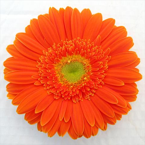 Foto de variedad de flores para ser usadas como: Maceta Gerbera jamesonii RE-AL® Sofia
