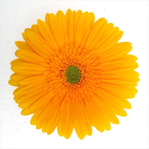 Foto de variedad de flores para ser usadas como: Maceta Gerbera jamesonii RE-AL® Terry
