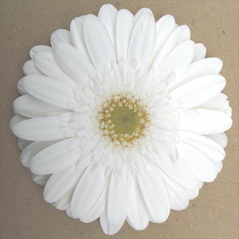 Foto de variedad de flores para ser usadas como: Maceta Gerbera jamesonii RE-AL® Top Model