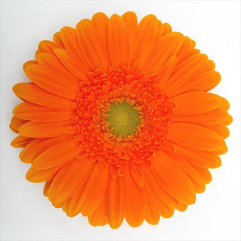 Foto de variedad de flores para ser usadas como: Maceta Gerbera jamesonii RE-AL® Zoe