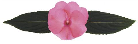 Foto de variedad de flores para ser usadas como: Maceta, planta de temporada, patio Impatiens N. Guinea RE-AL® Volans®
