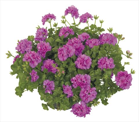 Foto de variedad de flores para ser usadas como: Maceta, patio, Tarrina de colgar Pelargonium peltatum RE-AL® Alpha Leonis®