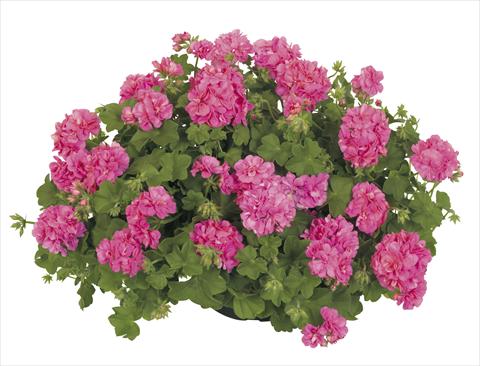 Foto de variedad de flores para ser usadas como: Maceta, patio, Tarrina de colgar Pelargonium peltatum RE-AL® Dione®
