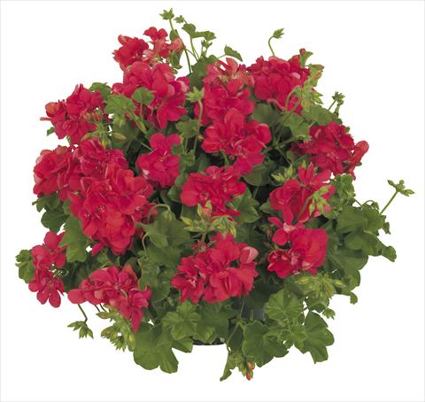 Foto de variedad de flores para ser usadas como: Maceta, patio, Tarrina de colgar Pelargonium peltatum RE-AL® Lynx®