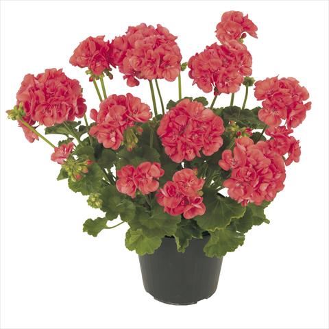 Foto de variedad de flores para ser usadas como: Maceta, patio, Tarrina de colgar Pelargonium peltatum RE-AL® Ambrosia®