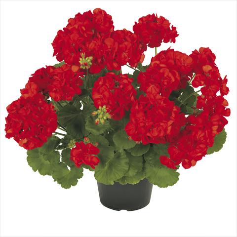 Foto de variedad de flores para ser usadas como: Maceta Pelargonium zonale RE-AL® Asterion®