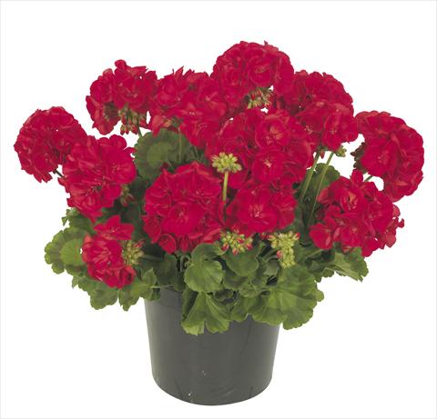 Foto de variedad de flores para ser usadas como: Maceta, patio, Tarrina de colgar Pelargonium peltatum RE-AL® Circinus®