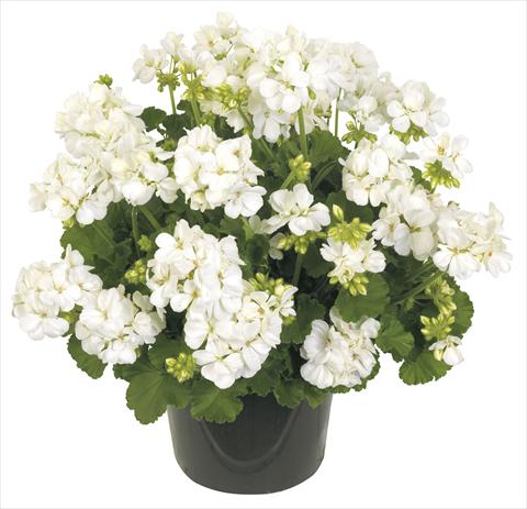 Foto de variedad de flores para ser usadas como: Maceta, patio, Tarrina de colgar Pelargonium peltatum RE-AL® Columba®