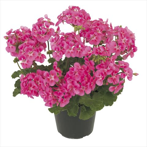 Foto de variedad de flores para ser usadas como: Maceta, patio, Tarrina de colgar Pelargonium peltatum RE-AL® Eudora®