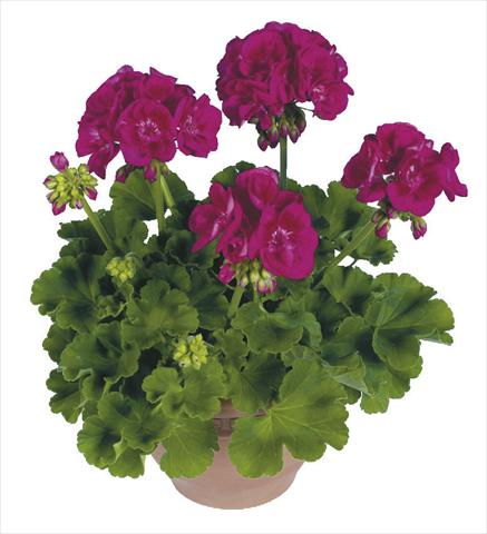 Foto de variedad de flores para ser usadas como: Maceta Pelargonium zonale pac® Flower Fairy Berry®