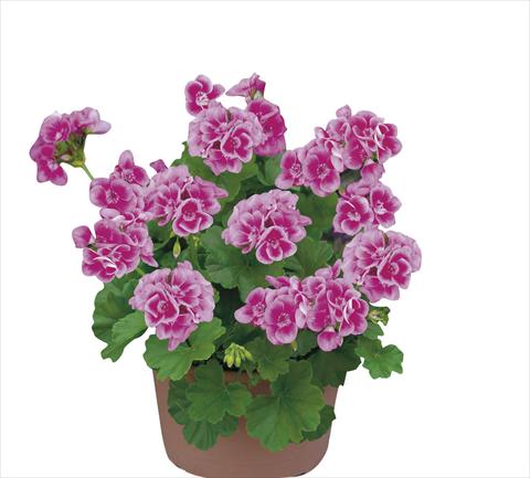 Foto de variedad de flores para ser usadas como: Maceta Pelargonium zonale pac® Flower Fairy Rose®