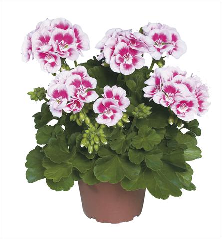 Foto de variedad de flores para ser usadas como: Maceta Pelargonium zonale pac® Flower Fairy White Splash®