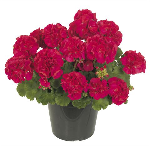 Foto de variedad de flores para ser usadas como: Maceta, patio, Tarrina de colgar Pelargonium peltatum RE-AL® Inedito 76969®