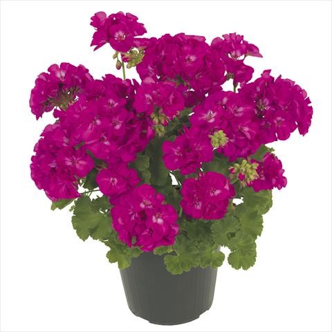 Foto de variedad de flores para ser usadas como: Maceta, patio, Tarrina de colgar Pelargonium peltatum RE-AL® Maia®