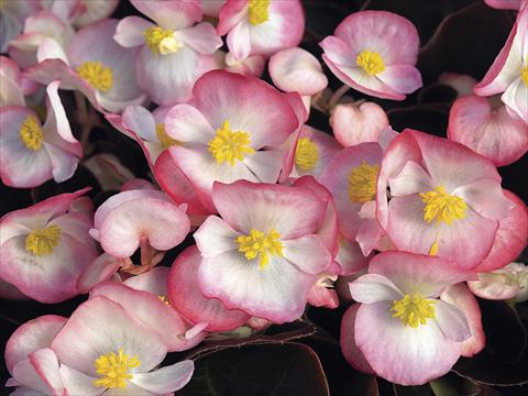 Foto de variedad de flores para ser usadas como: Planta de temporada / borde del macizo Begonia semperflorens Bada Boom Rose Bicolor
