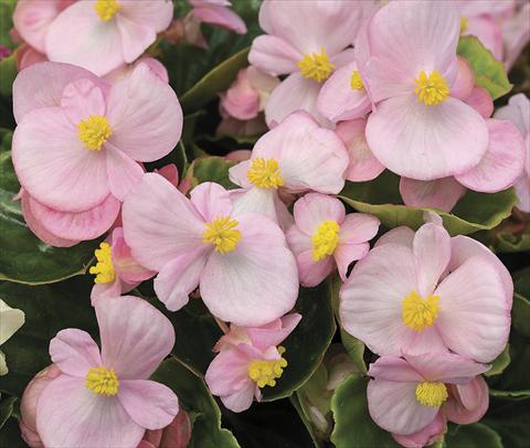 Foto de variedad de flores para ser usadas como: Planta de temporada / borde del macizo Begonia semperflorens Bada Bing Soft Pink