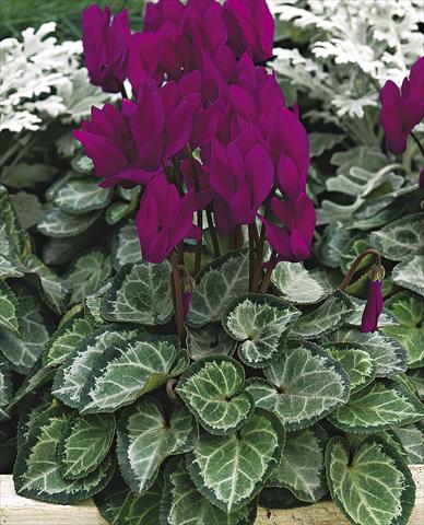 Foto de variedad de flores para ser usadas como: Maceta o Tarrina de colgar Cyclamen persicum Silverheart Purple