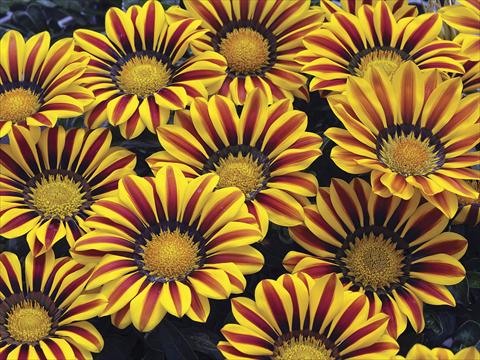 Foto de variedad de flores para ser usadas como: Planta de temporada / borde del macizo Gazania splendens Big Kiss Yellow Flame