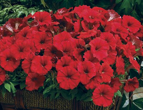 Foto de variedad de flores para ser usadas como: Planta de temporada / borde del macizo Petunia milliflora Picobella Red