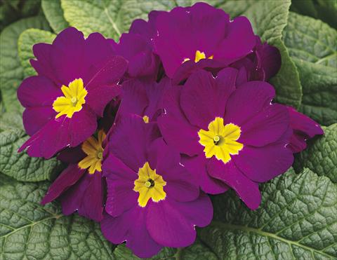 Foto de variedad de flores para ser usadas como: Planta de temporada / borde del macizo Primula acaulis, veris, vulgaris Orion Violet