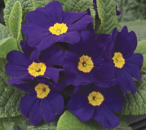 Foto de variedad de flores para ser usadas como: Planta de temporada / borde del macizo Primula acaulis, veris, vulgaris Primera Blue