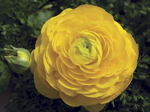 Foto de variedad de flores para ser usadas como: Patio, planta de temporada Ranunculus asiaticus Magic Yellow